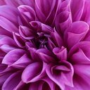 Dalia, la flor con la que se cubren las carrozas